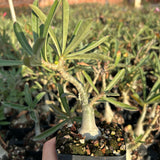 Adenium swazicum