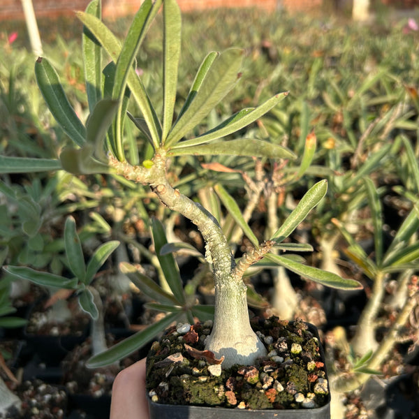Adenium swazicum
