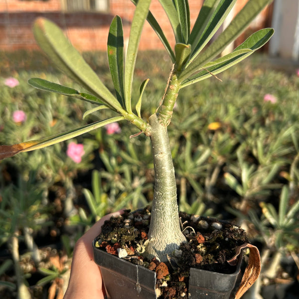 Adenium swazicum