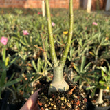 Adenium swazicum