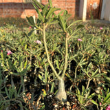 Adenium swazicum