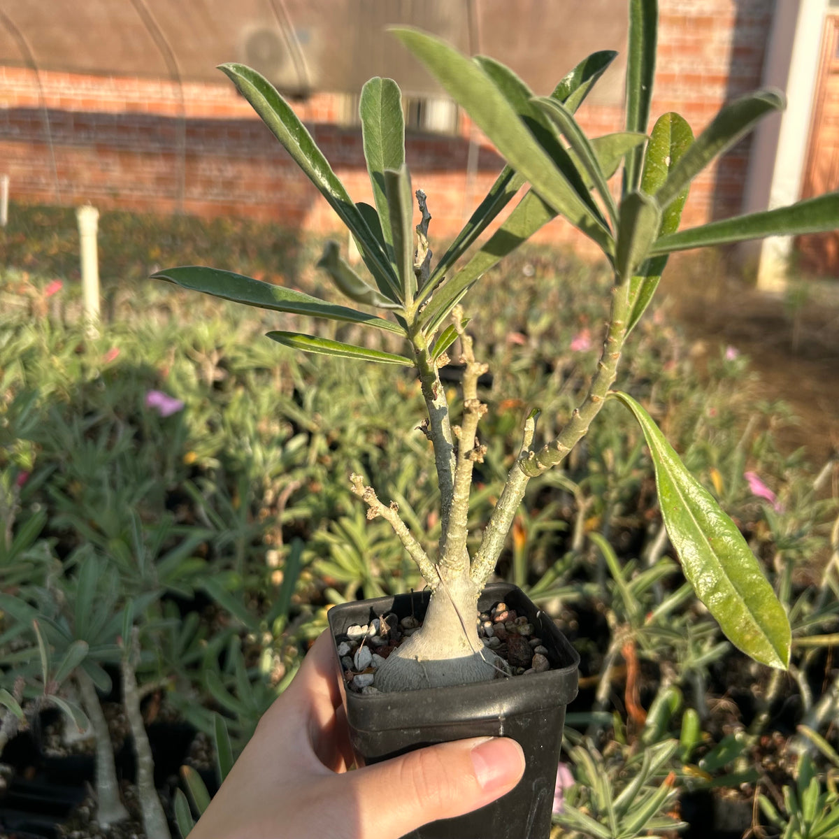 Adenium swazicum
