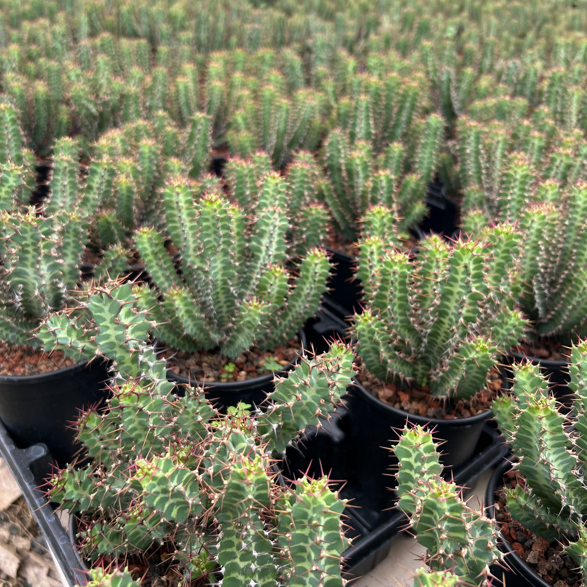 Euphorbia knobelii Seeds — Euphorbia — 2026 seed listing — 1 Seed — image 3: plant specimen shown as a reference for this seed listing