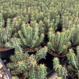 Euphorbia knobelii Seeds — Euphorbia — 2026 seed listing — 1 Seed — image 3: plant specimen shown as a reference for this seed listing