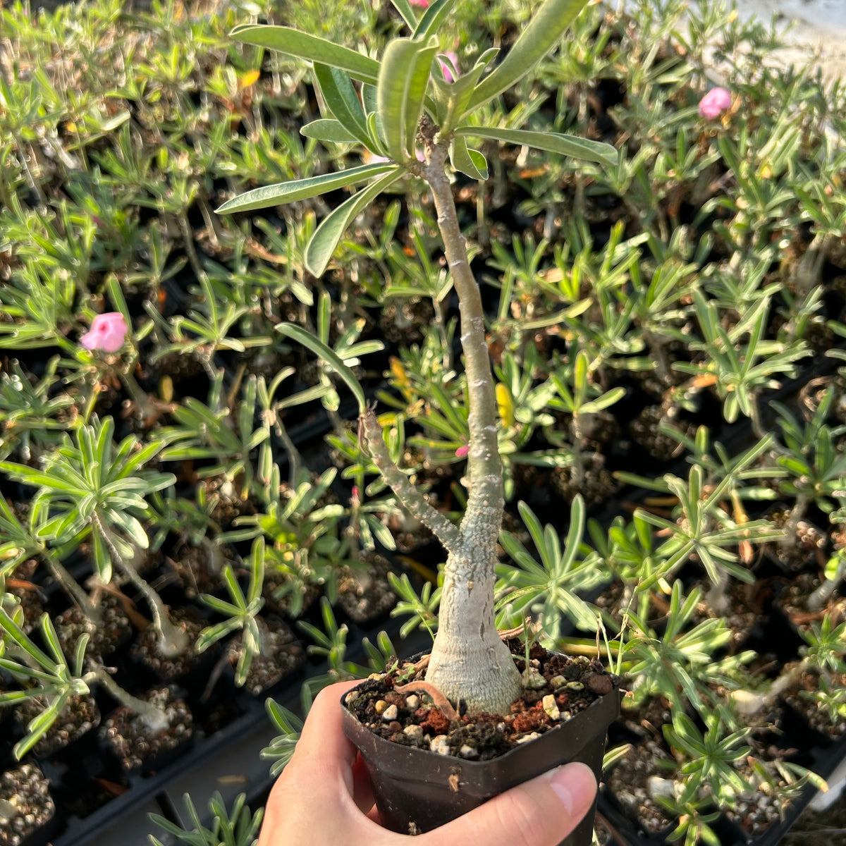 Adenium swazicum