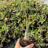 Adenium swazicum