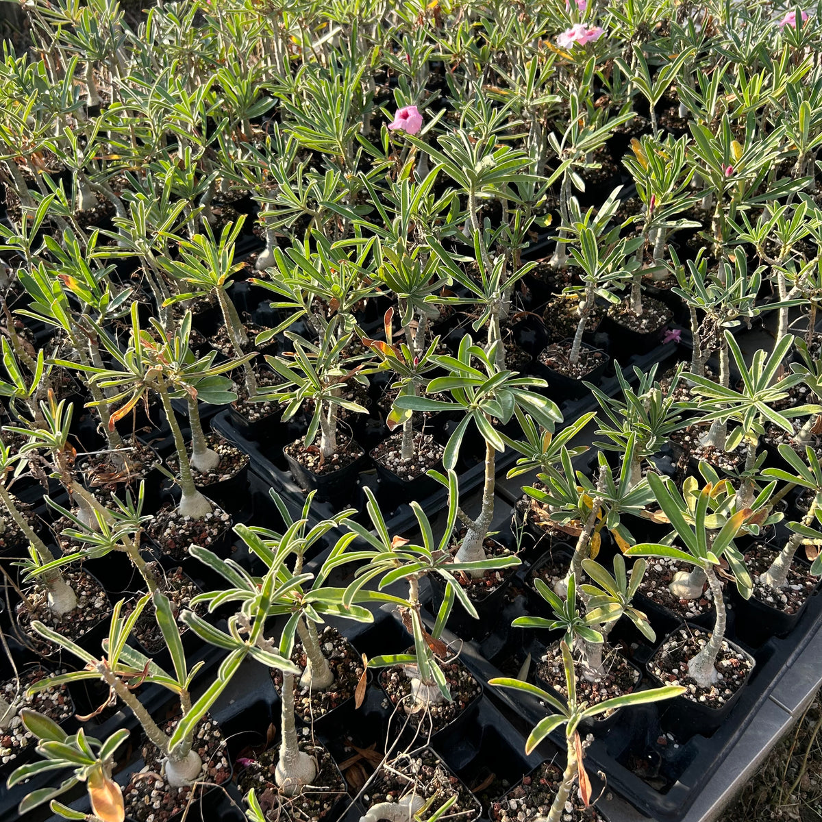 Adenium swazicum