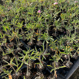 Adenium swazicum