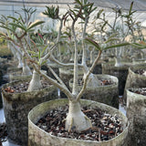 Adenium swazicum