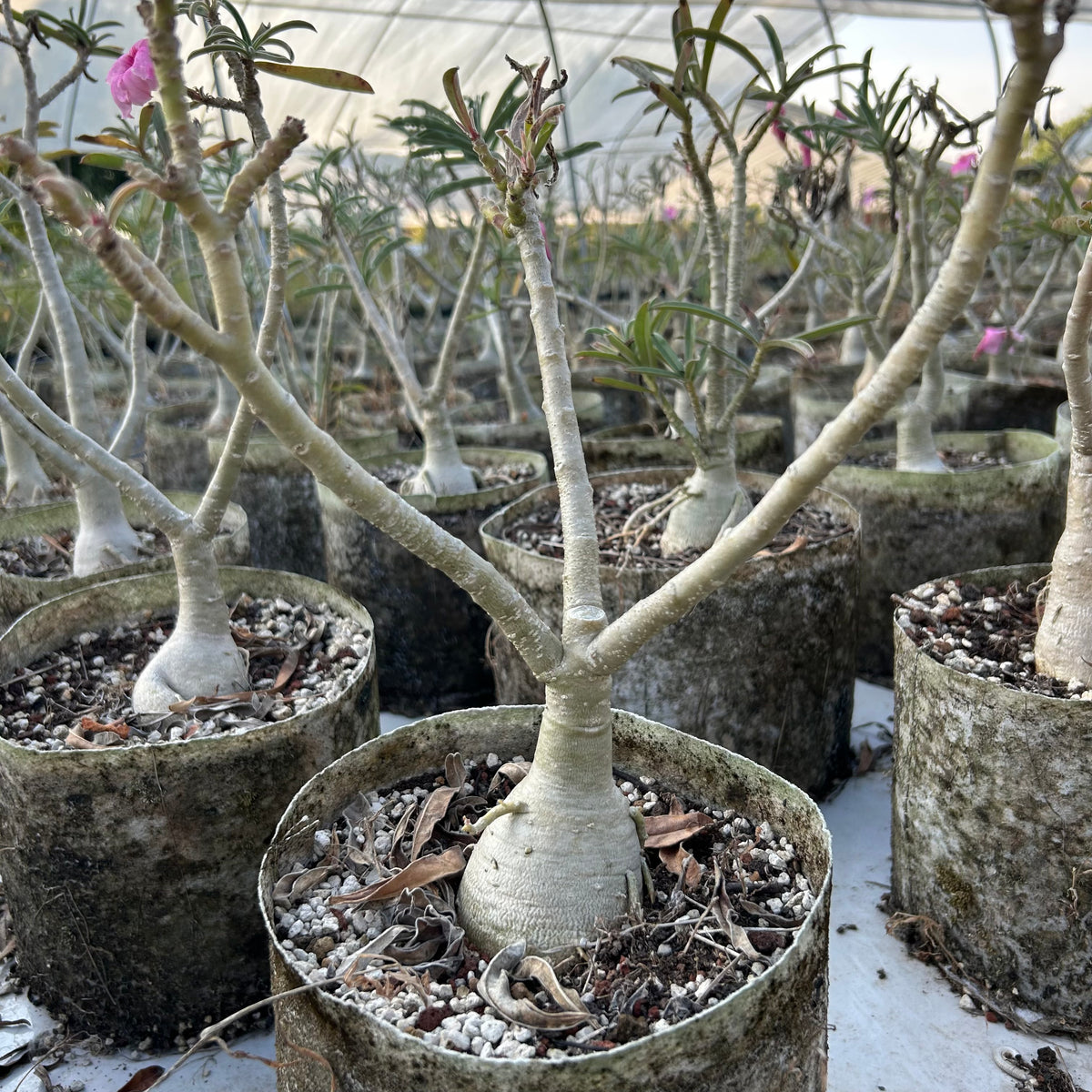 Adenium swazicum