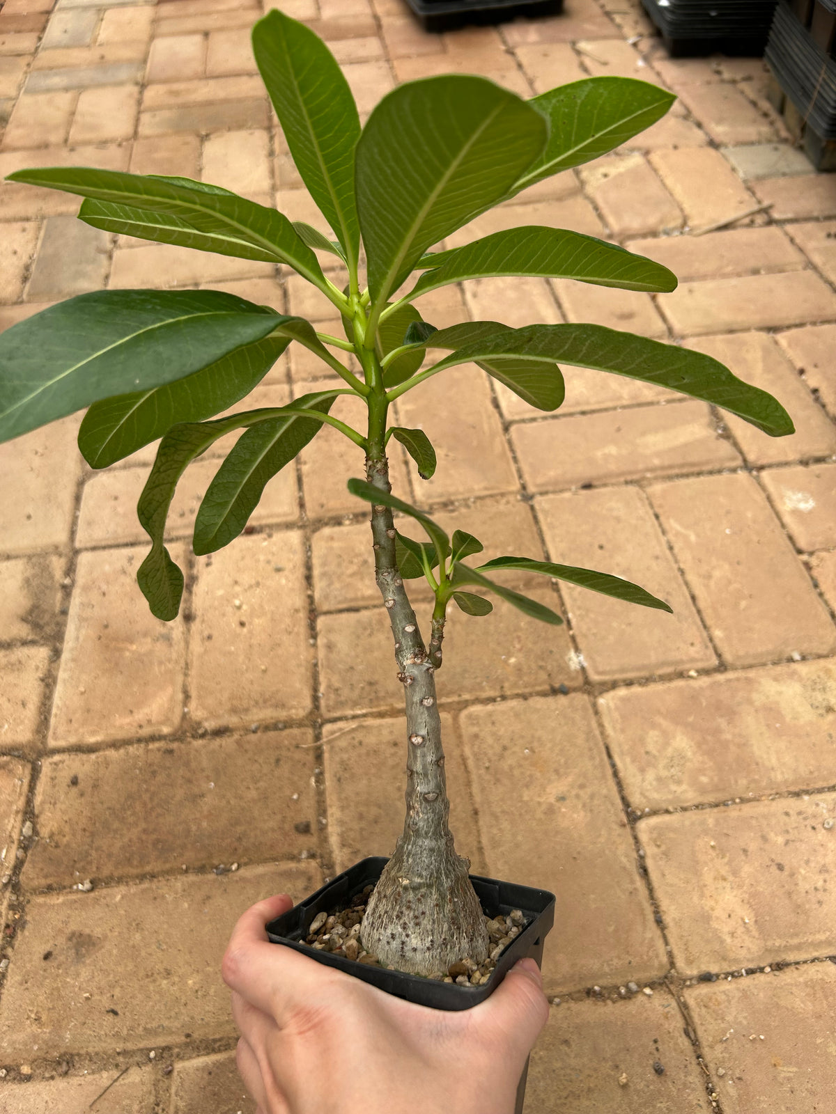 Pachypodium decaryi-Pachypodium-W1.5-2cm-image-13