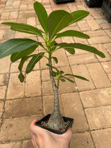 Pachypodium decaryi-Pachypodium-W1.5-2cm-image-13