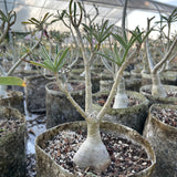 Adenium swazicum