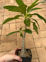 Pachypodium decaryi-Pachypodium-W1.5-2cm-image-12