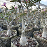 Adenium swazicum