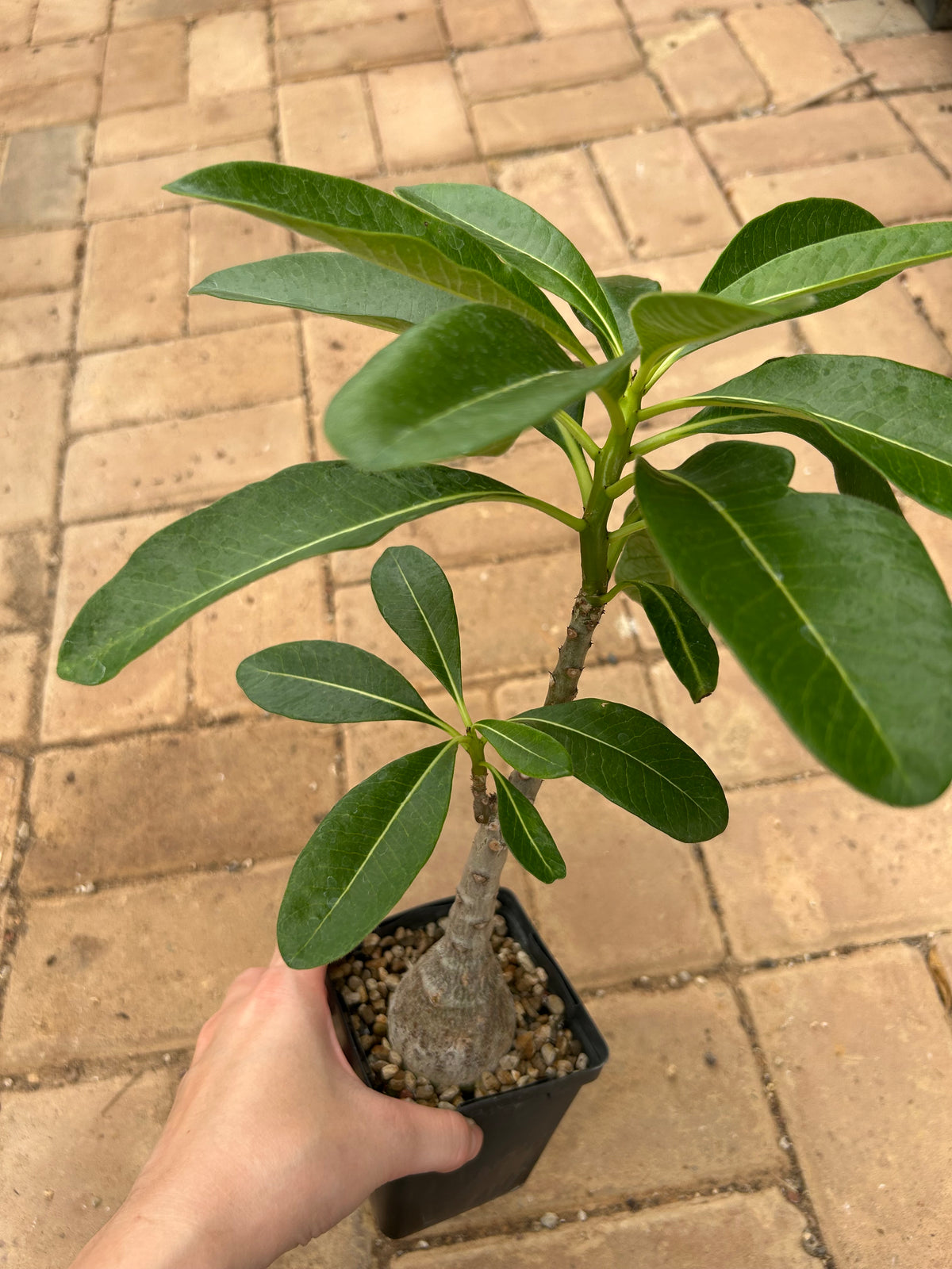 Pachypodium decaryi-Pachypodium-W1.5-2cm-image-14