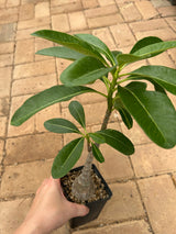 Pachypodium decaryi-Pachypodium-W1.5-2cm-image-14