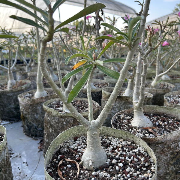 Adenium swazicum
