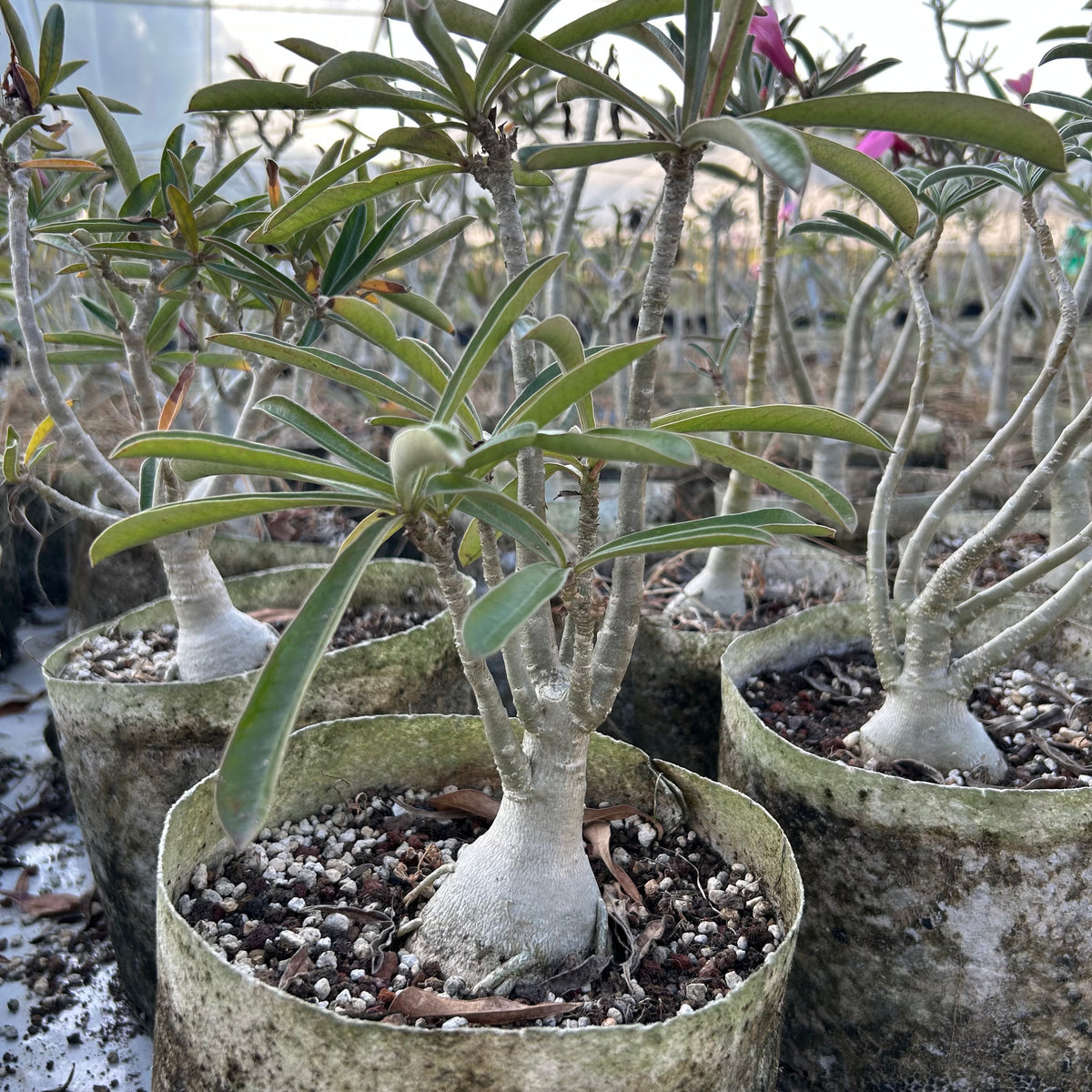 Adenium swazicum