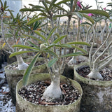 Adenium swazicum