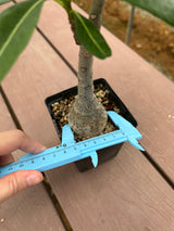 Pachypodium decaryi-Pachypodium-W1.5-2cm-image-15