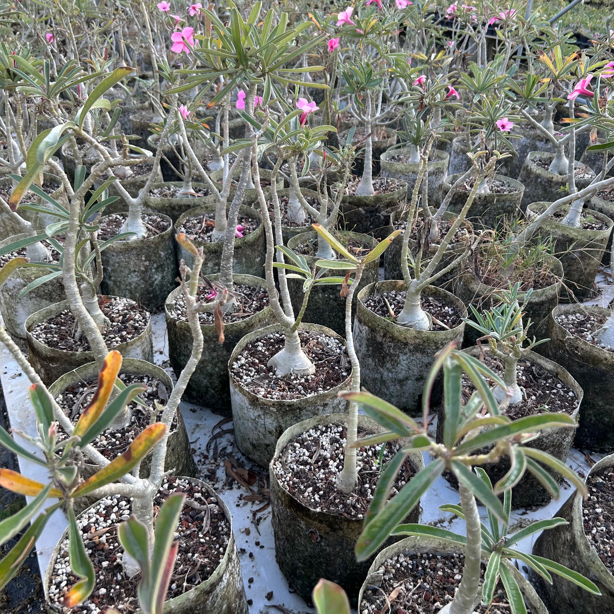 Adenium swazicum