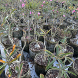 Adenium swazicum