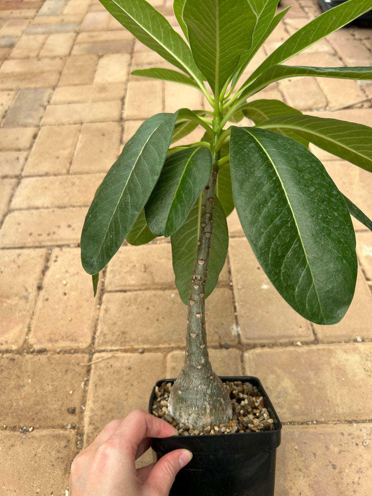 Pachypodium decaryi-Pachypodium-W1.5-2cm-image-8
