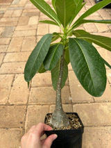 Pachypodium decaryi-Pachypodium-W1.5-2cm-image-8