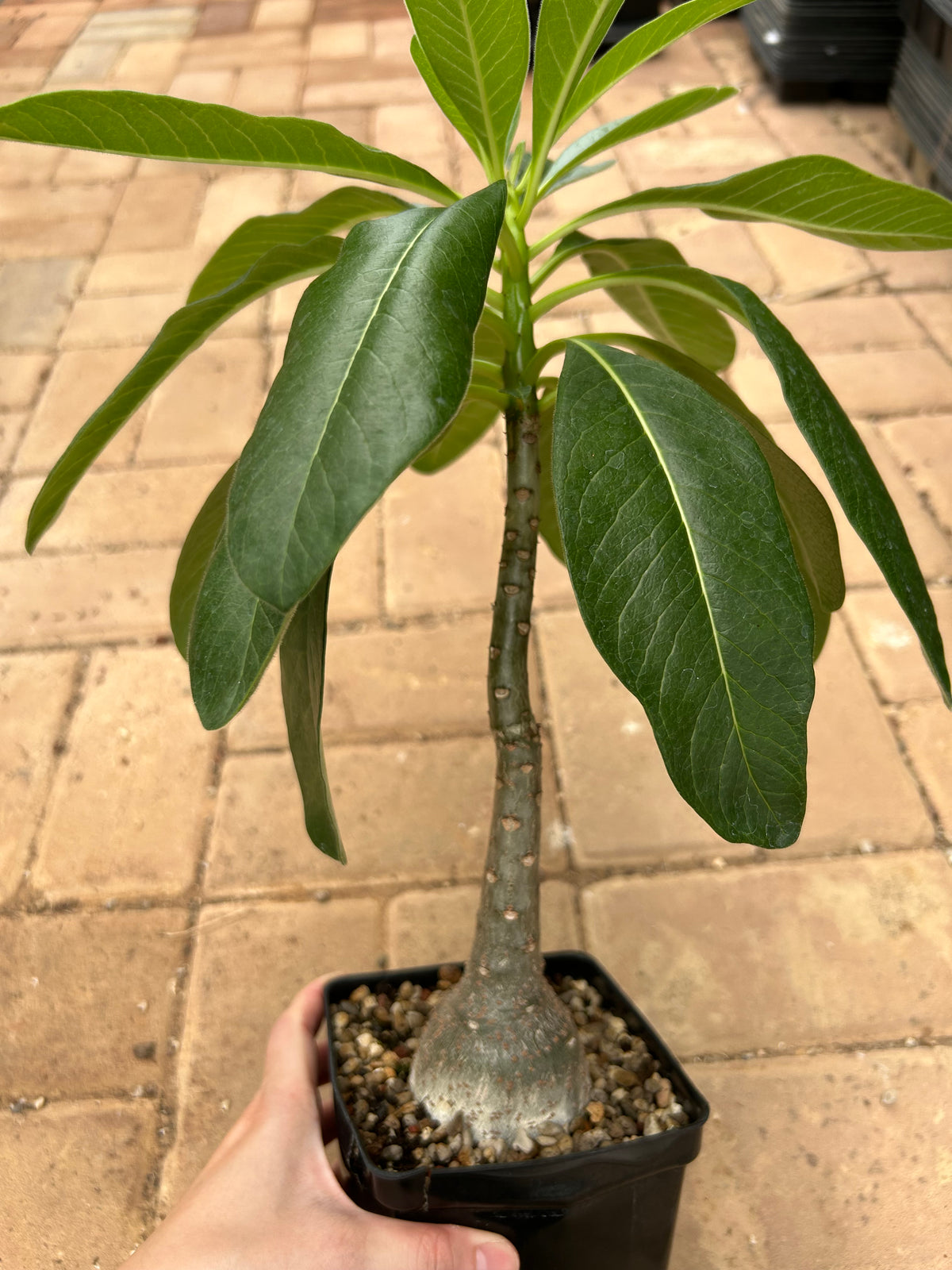 Pachypodium decaryi-Pachypodium-W1.5-2cm-image-9