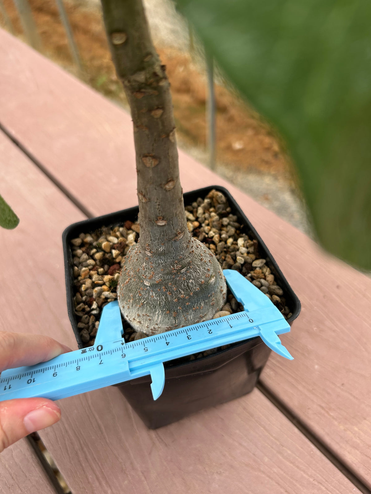 Pachypodium decaryi-Pachypodium-W1.5-2cm-image-10
