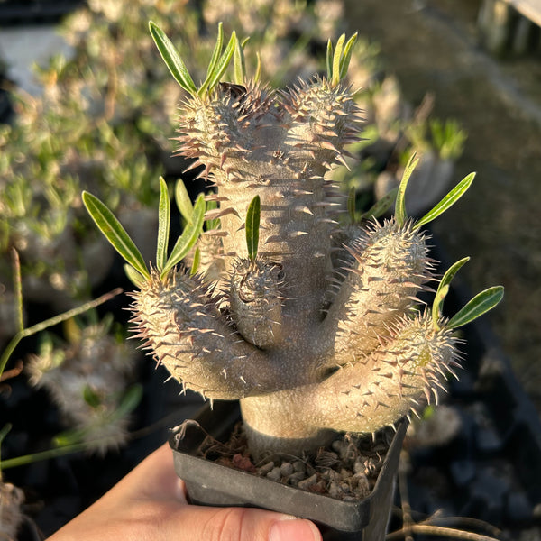Pachypodium inopinatum