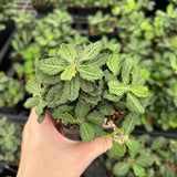 Euphorbia decaryi-Euphorbia-W4-6cm-image-1