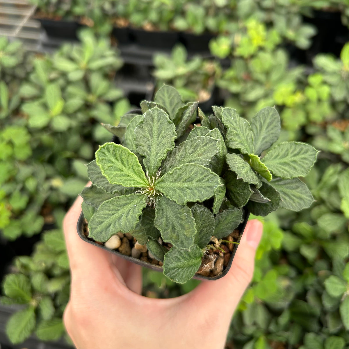 Euphorbia decaryi-Euphorbia-W4-6cm-image-3