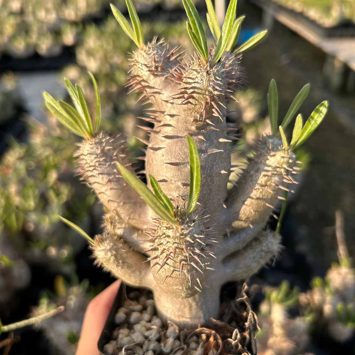 Pachypodium inopinatum