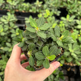 Euphorbia decaryi-Euphorbia-W4-6cm-image-4
