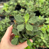 Euphorbia decaryi-Euphorbia-W4-6cm-image-2