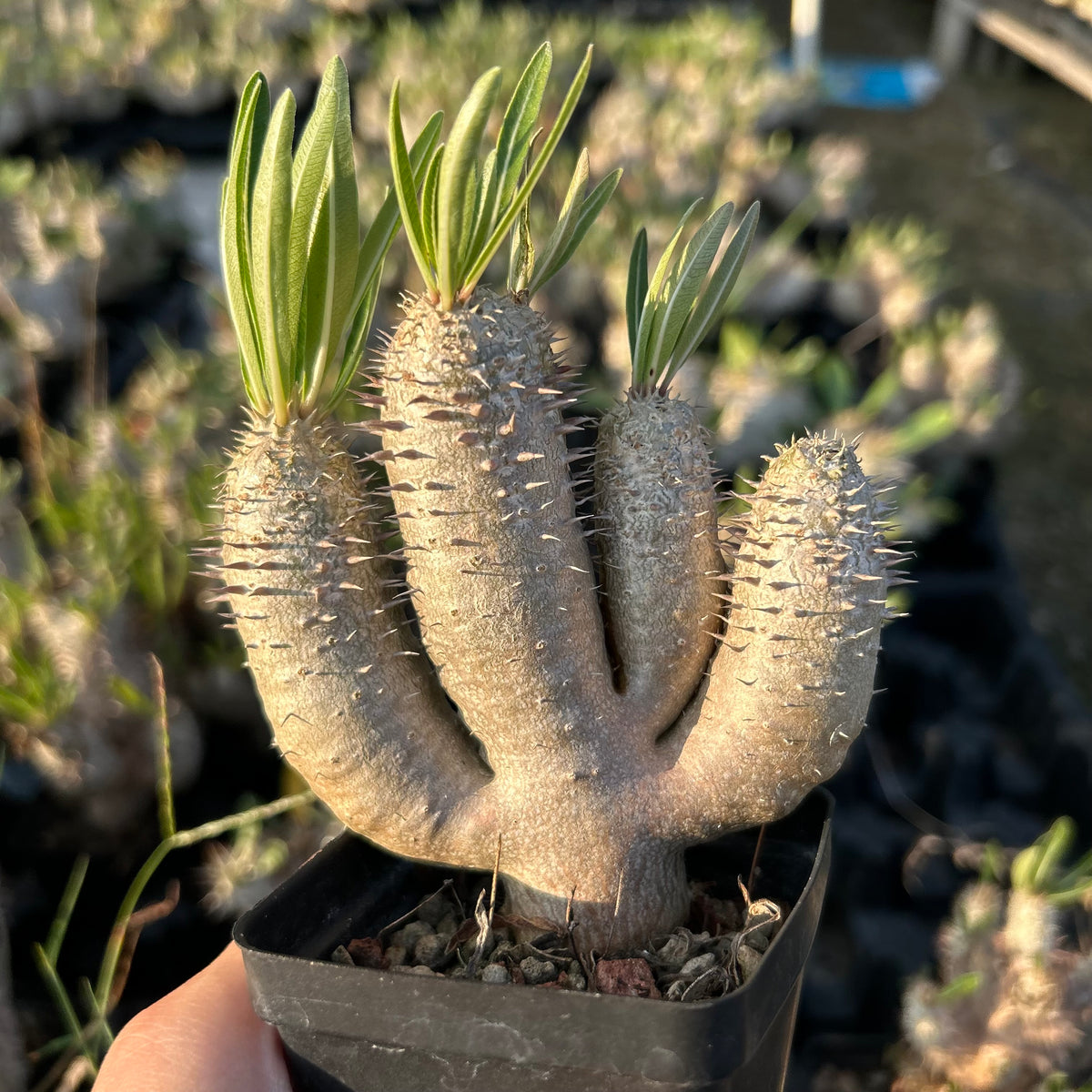 Pachypodium inopinatum
