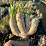 Pachypodium inopinatum