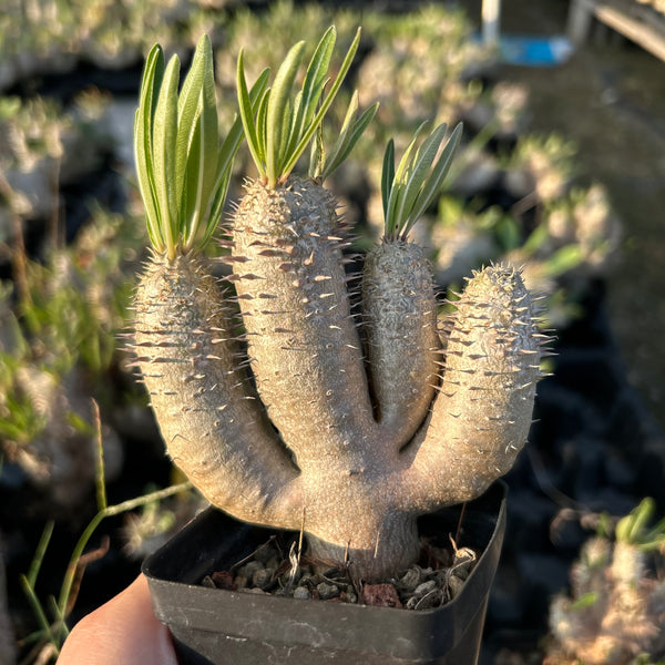 Pachypodium inopinatum