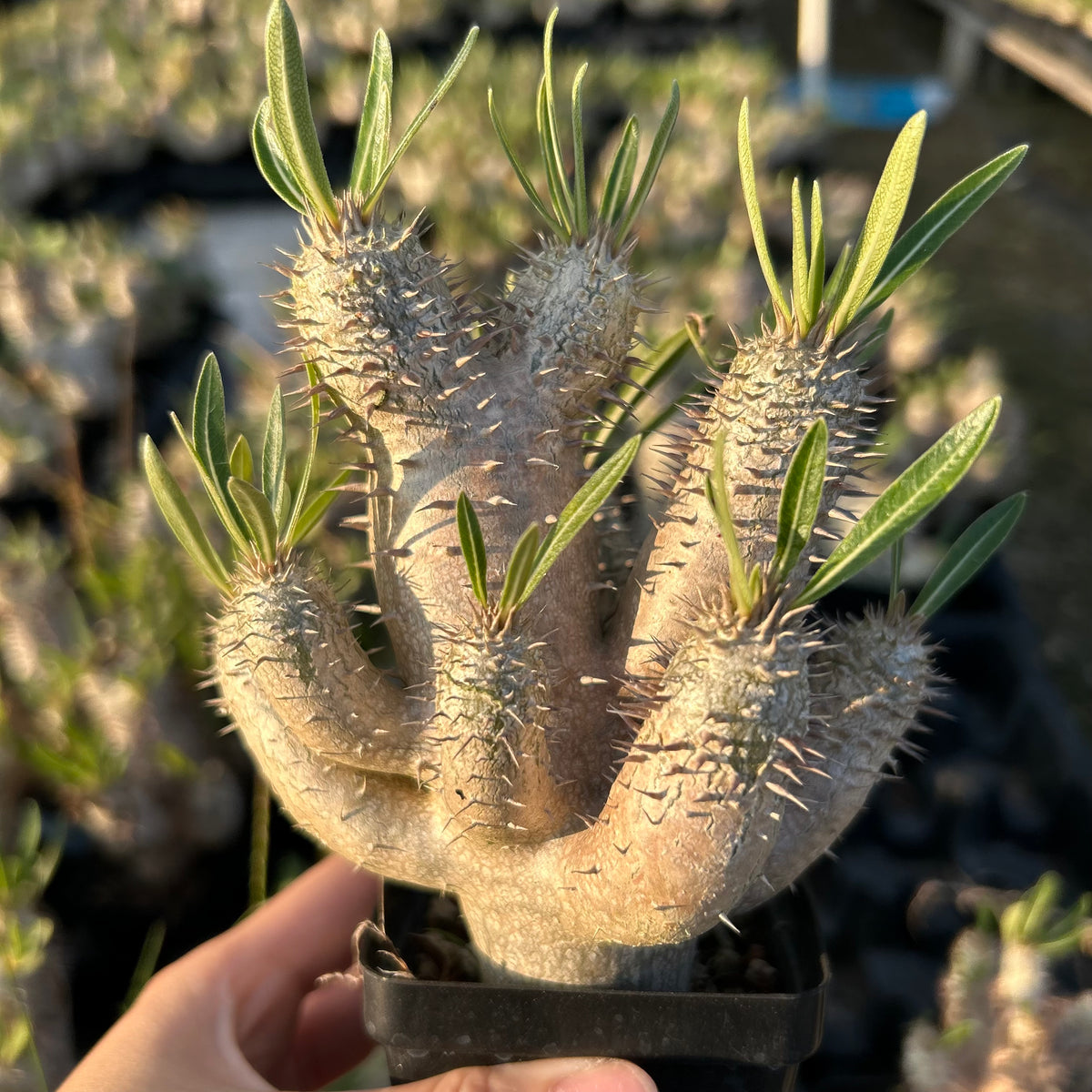 Pachypodium inopinatum