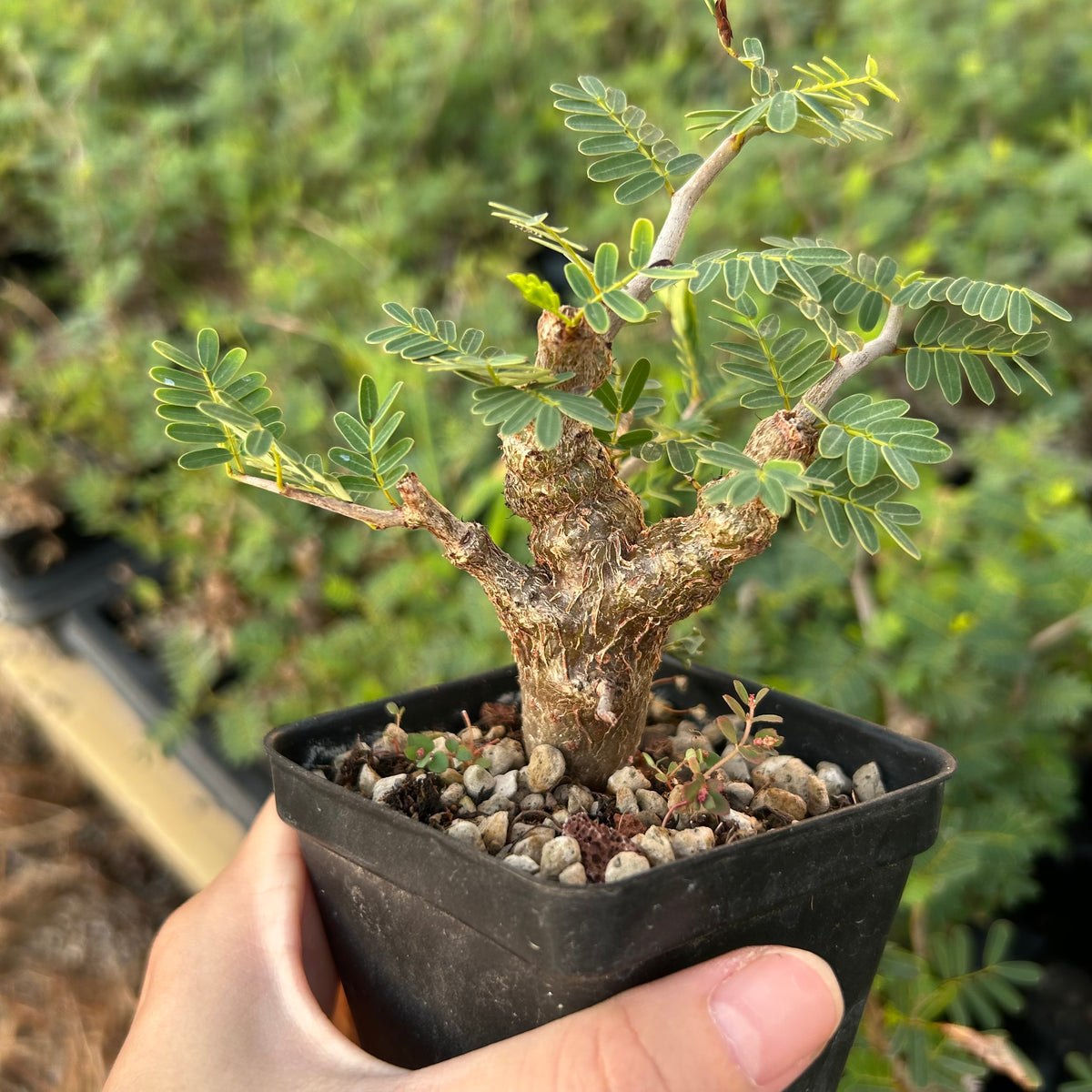 Senna meridionalis