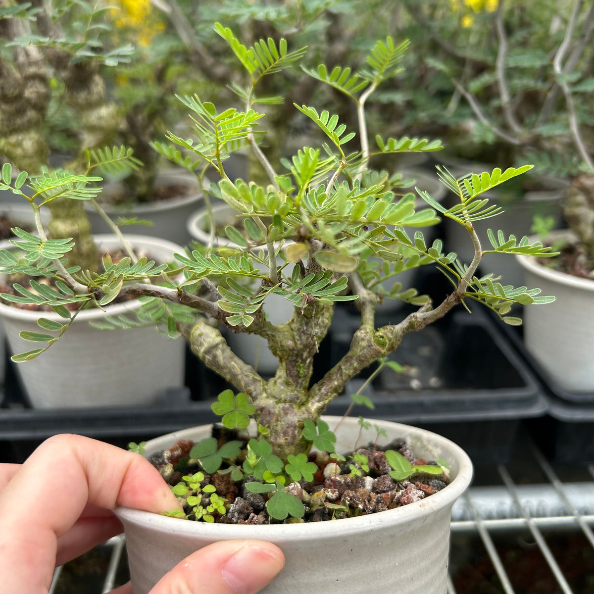 Senna meridionalis-Senna-H4-6cm&W8-10cm-image-10