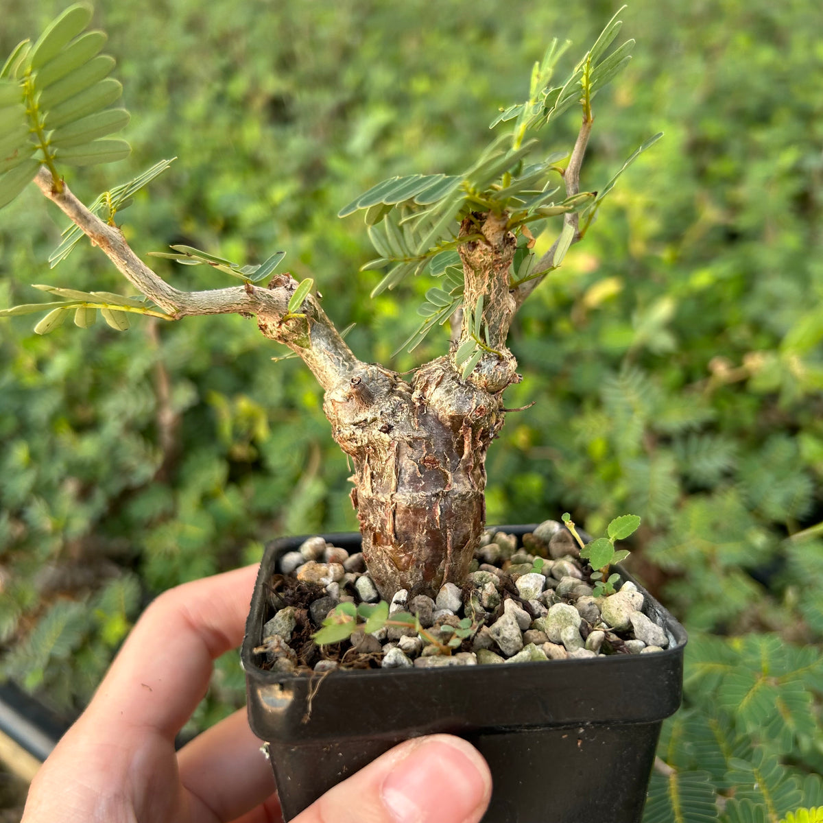 Senna meridionalis