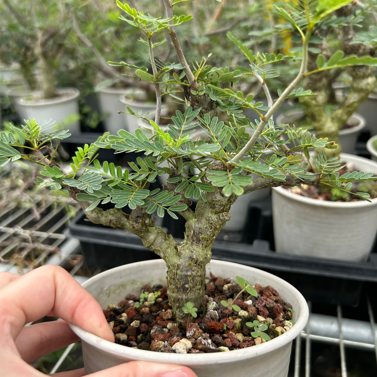 Senna meridionalis-Senna-H4-6cm&W8-10cm-image-9
