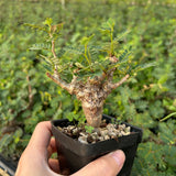 Senna meridionalis