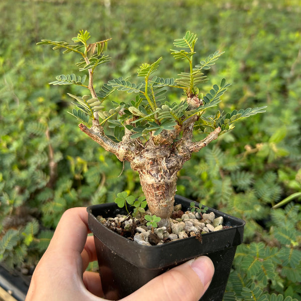 Senna meridionalis