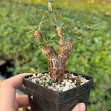 Senna meridionalis