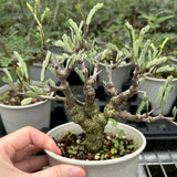 Senna meridionalis-Senna-H4-6cm&W8-10cm-image-8