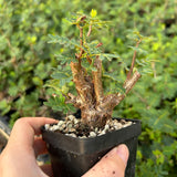 Senna meridionalis